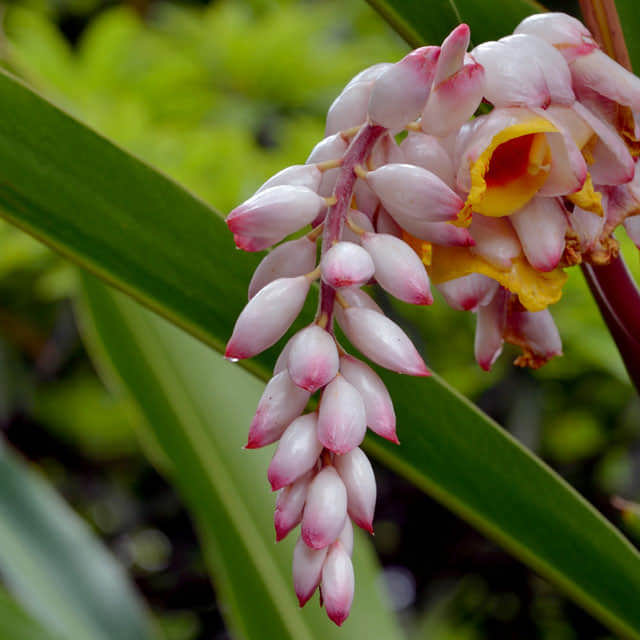 Alpinia zerumbet