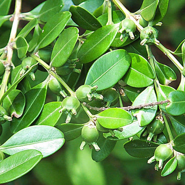 Buxus sempervirens