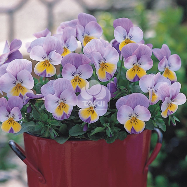 Viola cornuta Rose Wing Fine Webbing