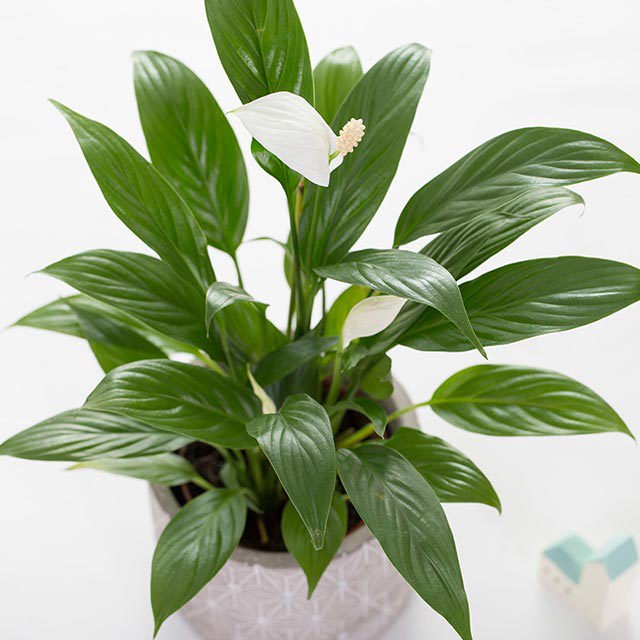 Spathiphyllum kochii