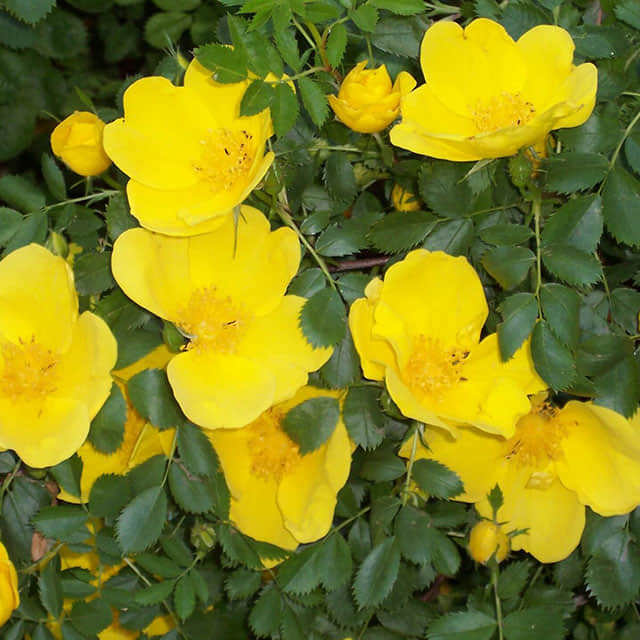 Rosa foetida Yellow Leaves