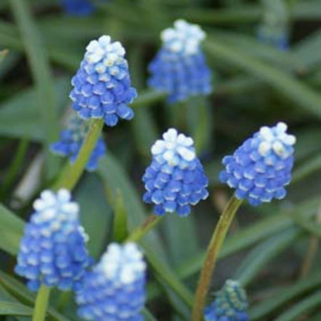 Muscari Mount Hood