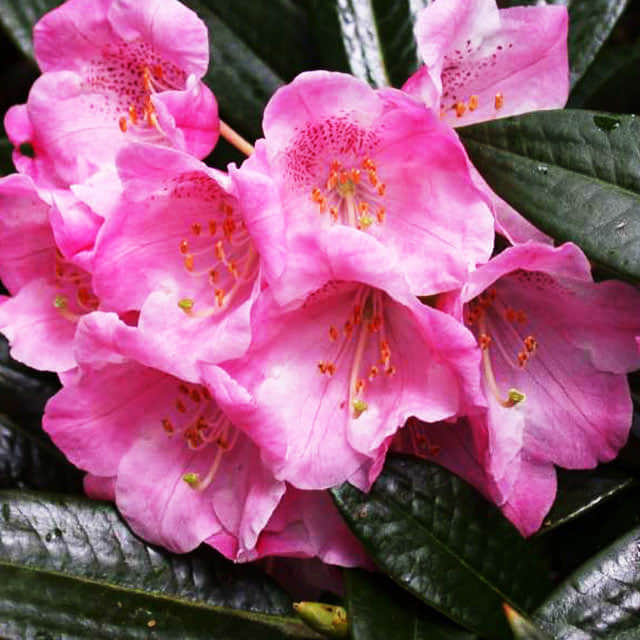 Rhododendron insigne Sudden Leaf Drop