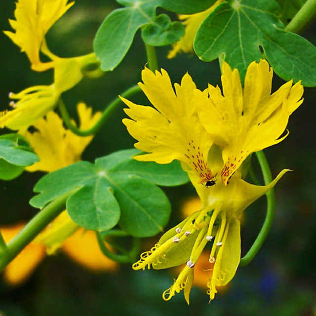 Tropaeolum peregrinum