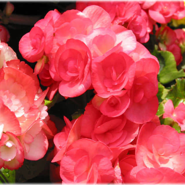 Begonia tuberhybrida Fine Webbing