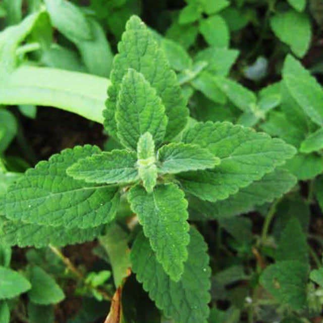 Stachys affinis