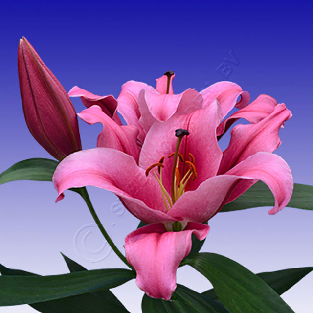 Lilium OT Pink Magic Drooping Leaves