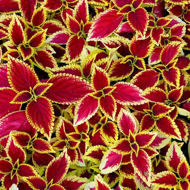 Plectranthus scutellarioides