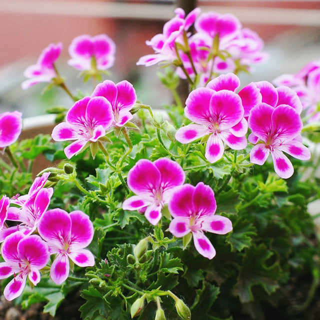Pelargonium Angel Eyes Tiny Black Flies