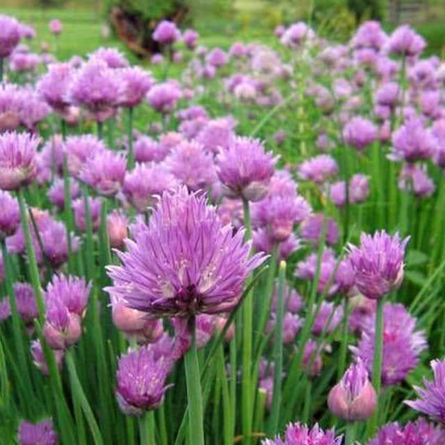 Allium schoenoprasum