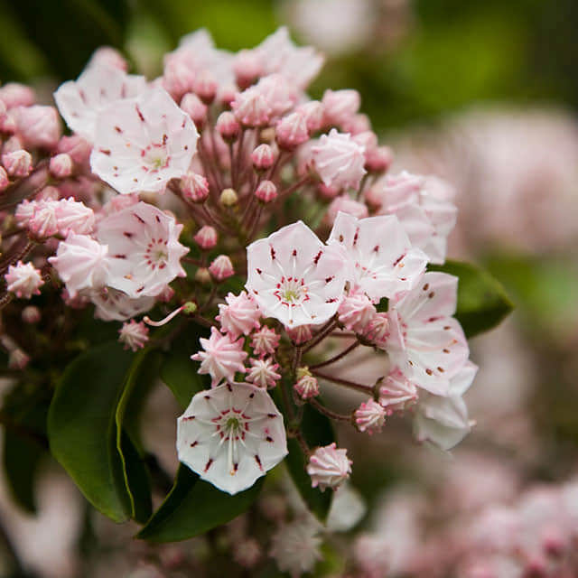 Kalmia latifolia