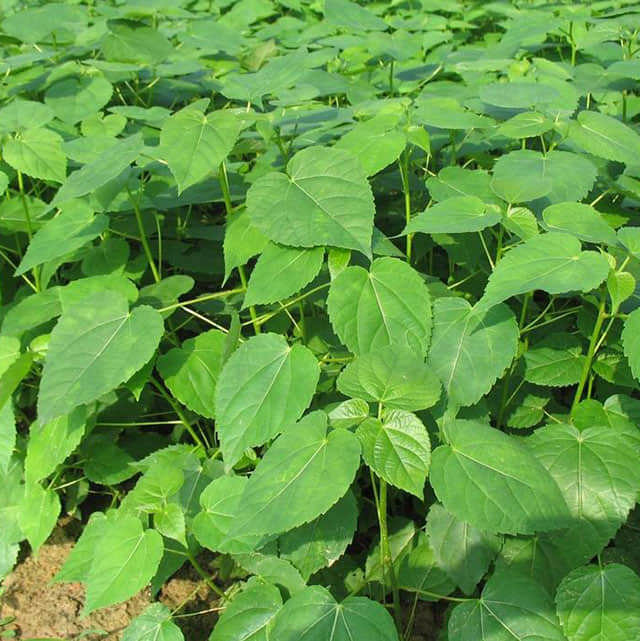 Idesia polycarpa vestita