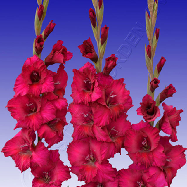 Gladiolus Plumtart