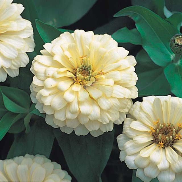 Zinnia Dreamland F1 Ivory White Cottony Spots