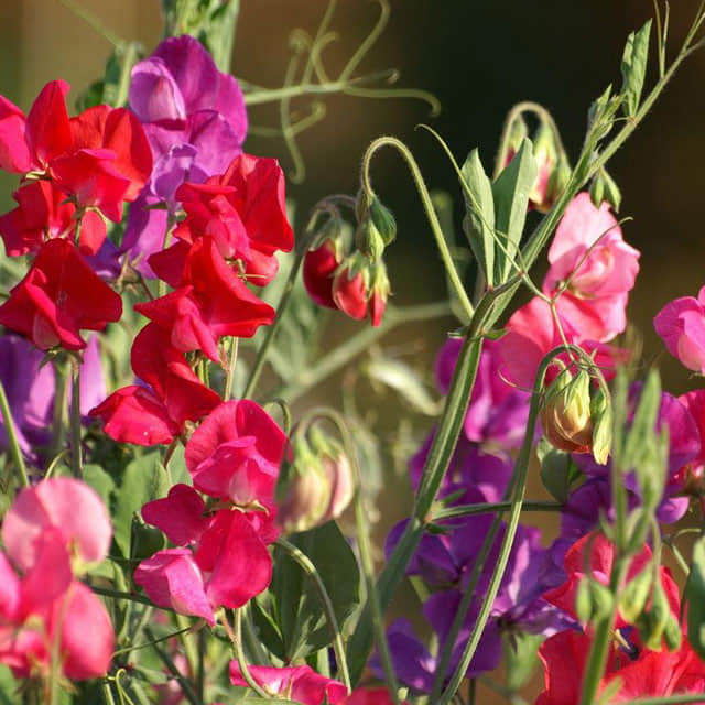 Lathyrus vernus