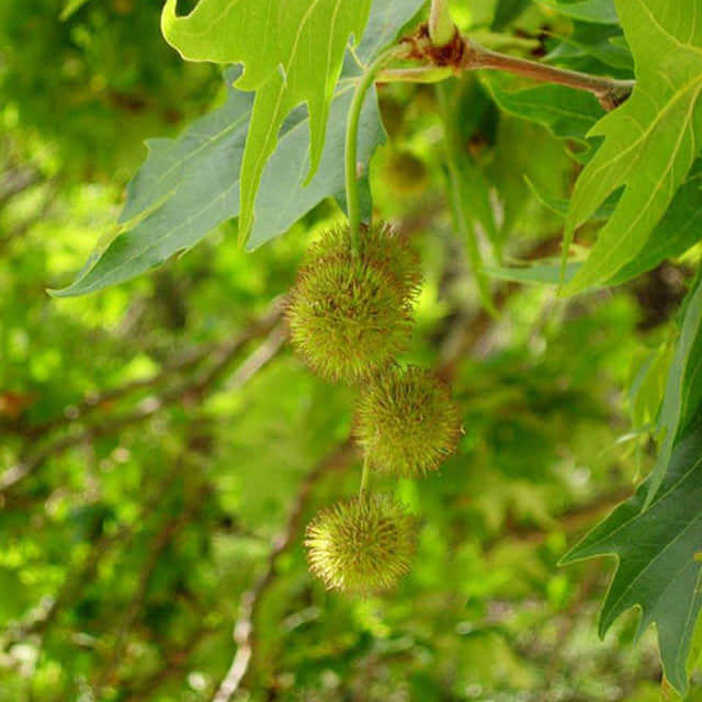 Platanus orientalis
