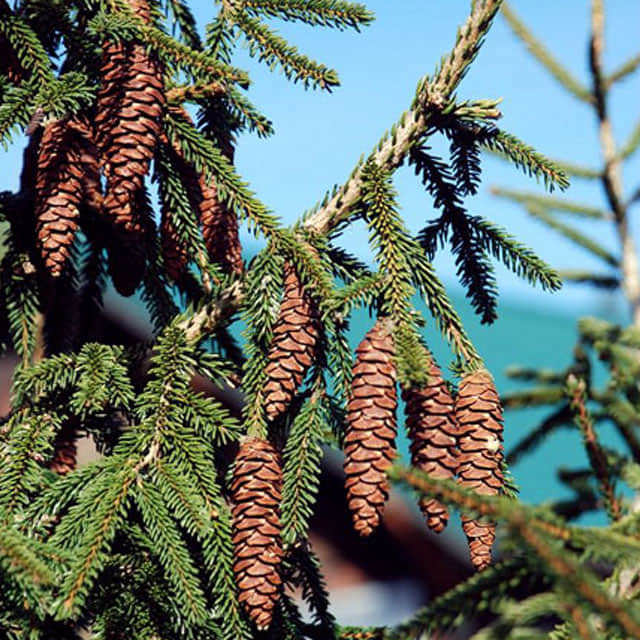 Picea orientalis
