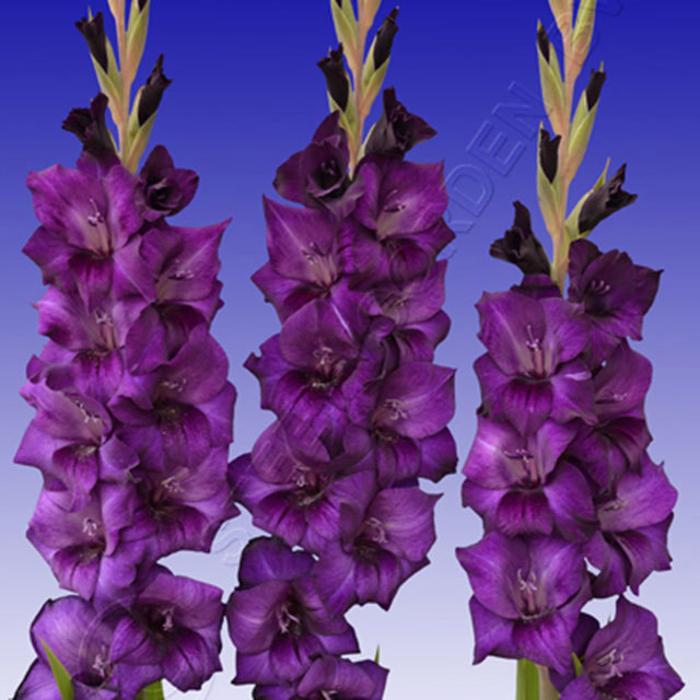 Gladiolus Purple Flora