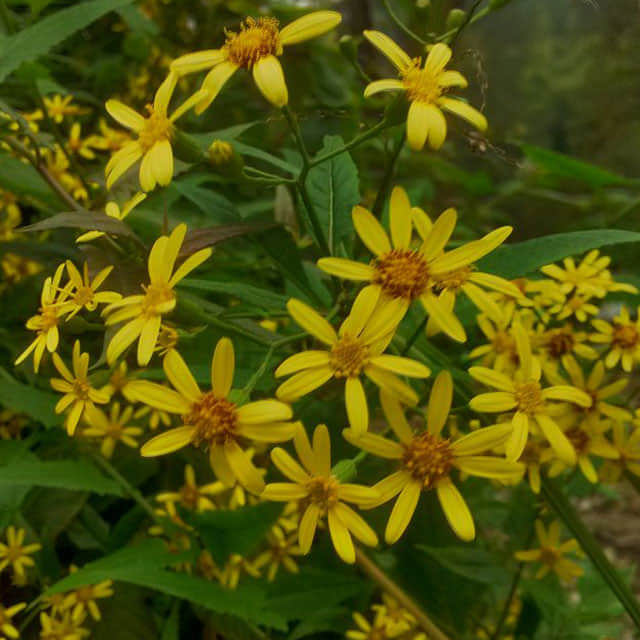 Senecio hallianus Drooping Leaves