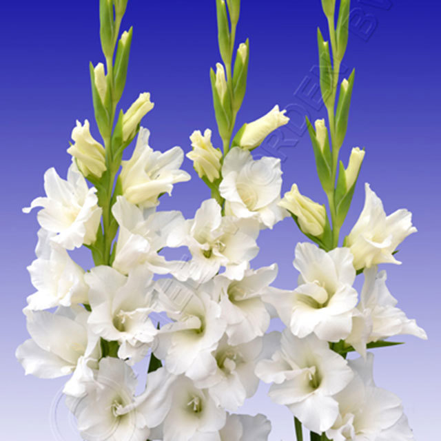 Gladiolus Ice Cap