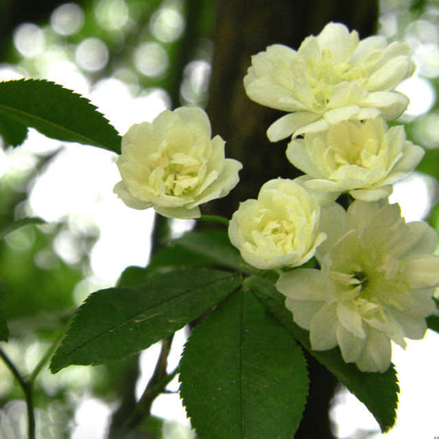 Rosa banksiae Fine Webbing