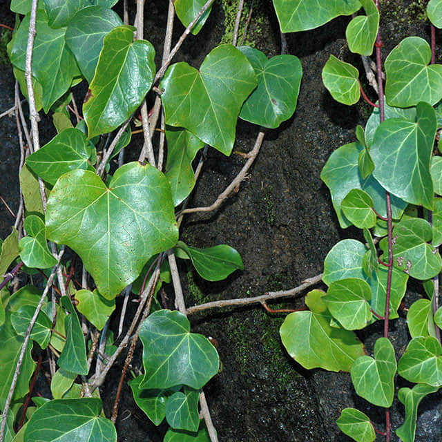 Hedera canariensis