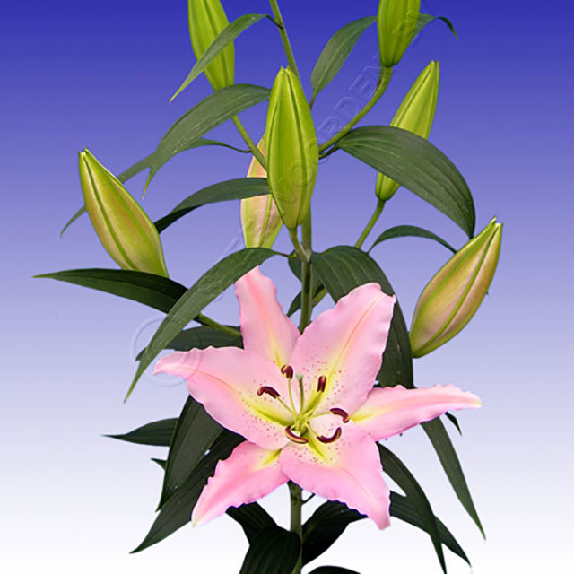 Lilium oriental Pandora Fine Webbing