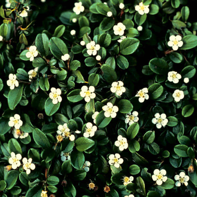 Cotoneaster dammeri