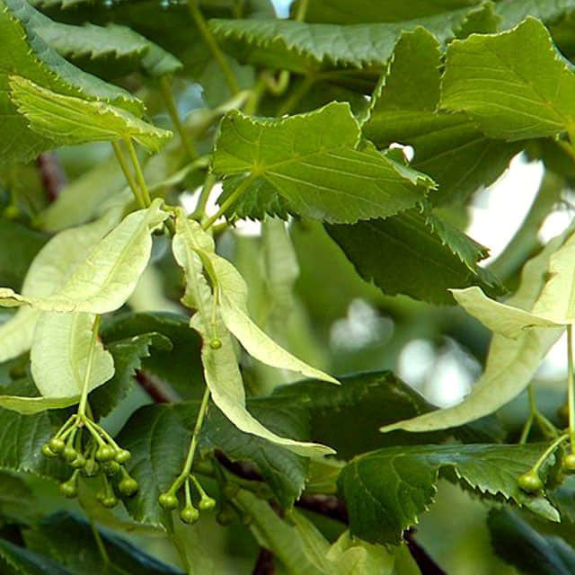 Tilia platyphyllos