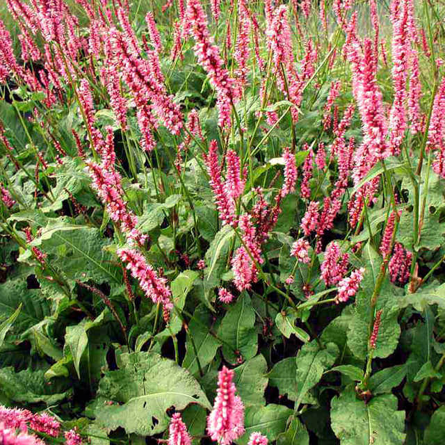 Polygonum amplexicaule