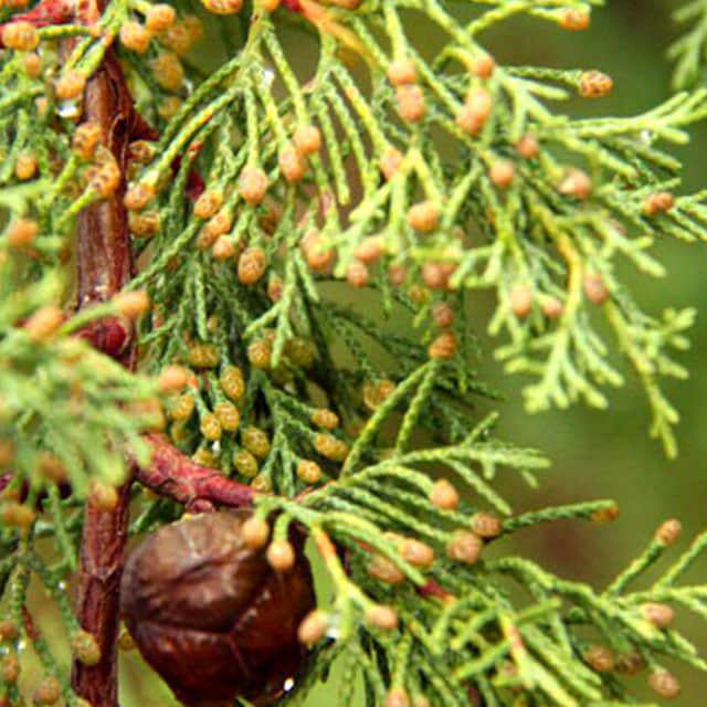 Cupressus duclouxiana