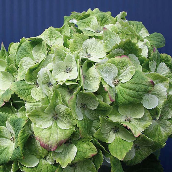 Hydrangea macrophylla Magical Noblesse Sudden Leaf Drop