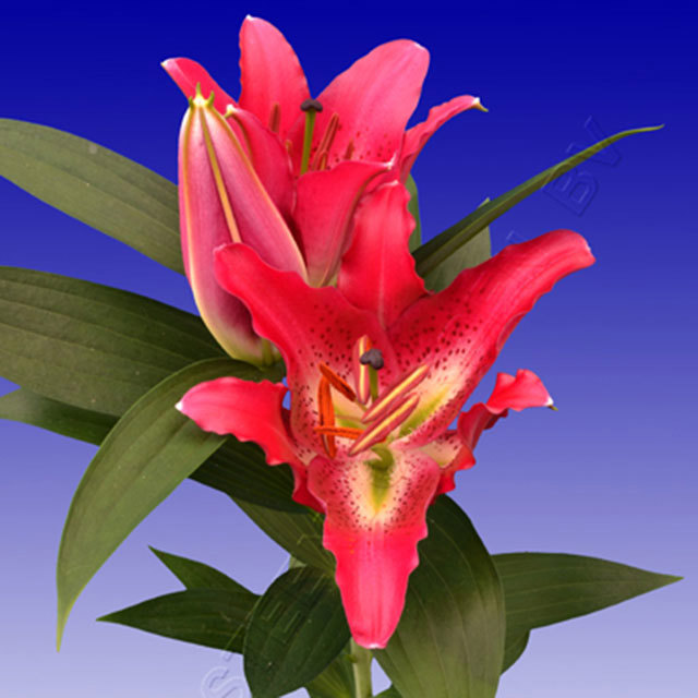 Lily Entertainer Sudden Leaf Drop