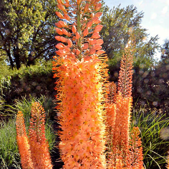 Eremurus stenophyllus