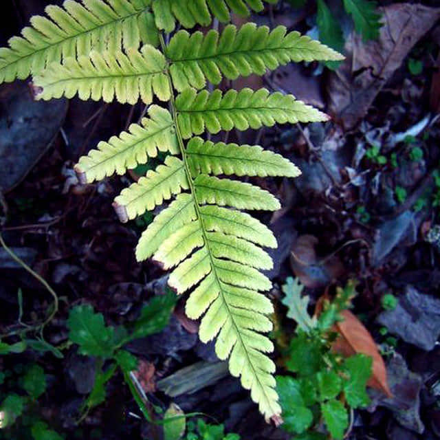 Dryopteris erythrosora