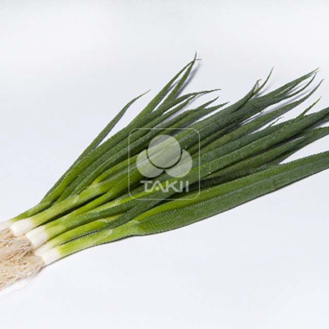 Bunching Onion Estafette F1 Tiny Black Flies