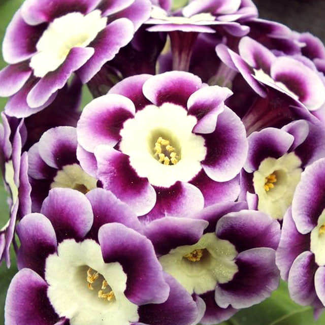 Primula auricula