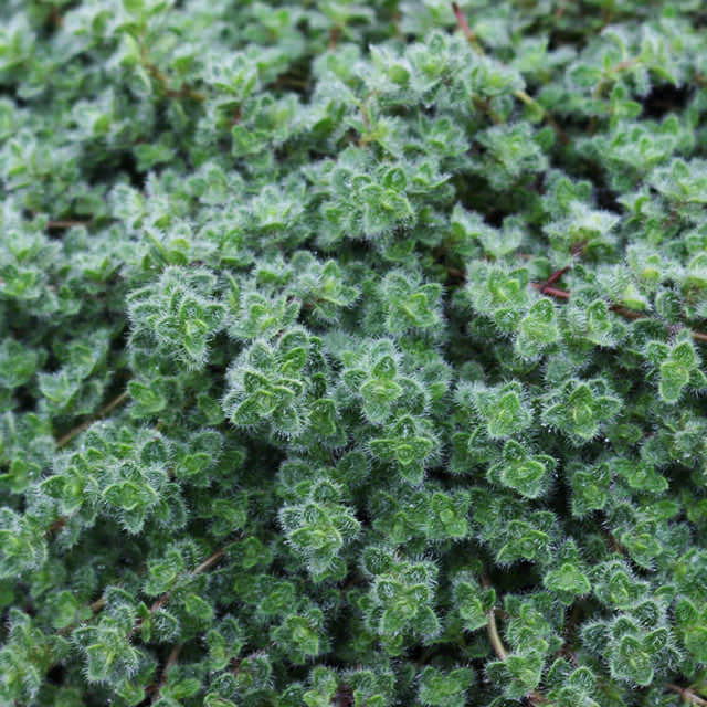 Thymus pseudolanuginosus
