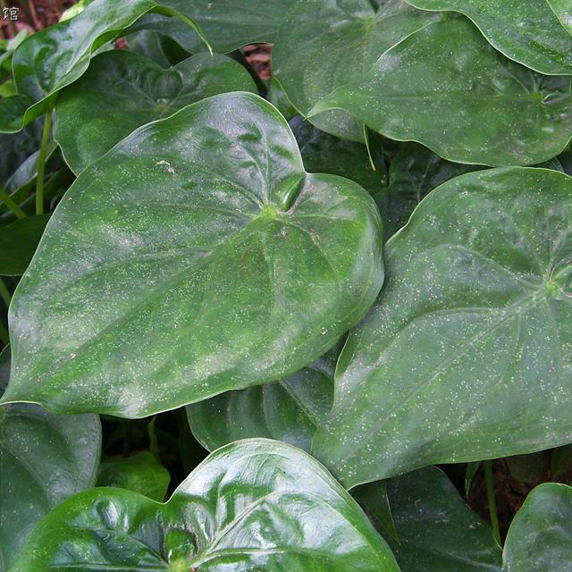 Alocasia cucullata