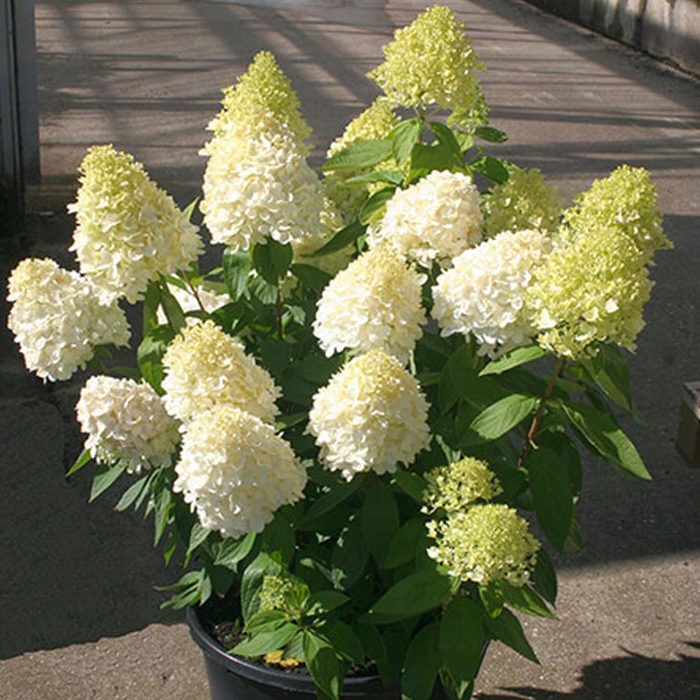 Hydrangea paniculata Magical Summer