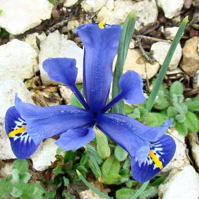 Iris reticulata