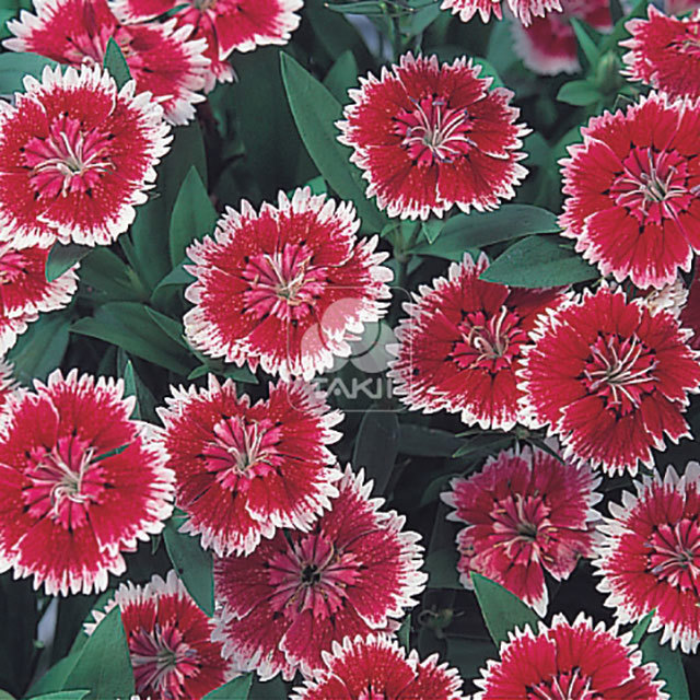Dianthus telstar f1 Picotee White Powder