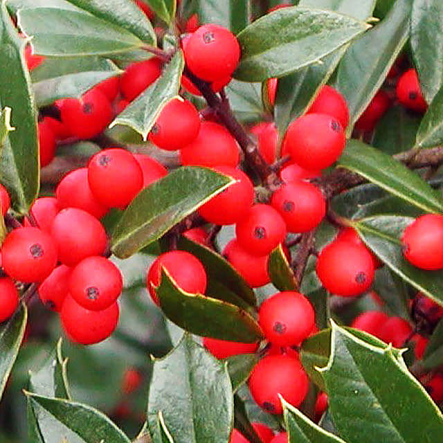 Ilex attenuata Fosteri
