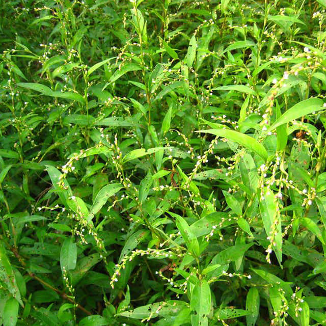 Persicaria polymorpha
