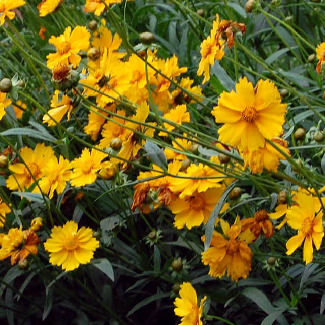 Coreopsis lanceolata