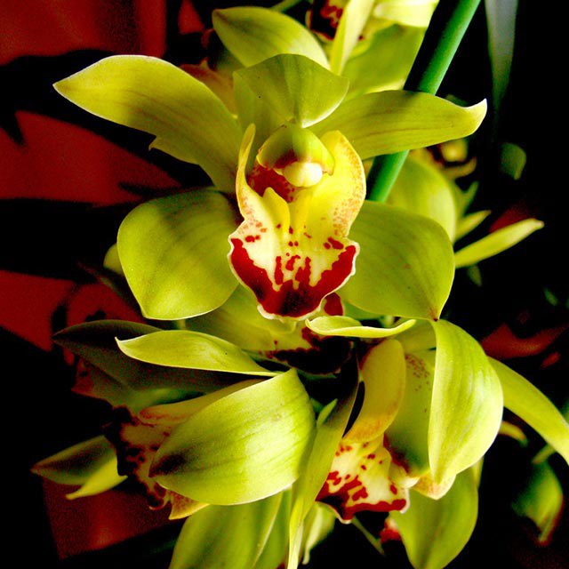 Cymbidium faberi