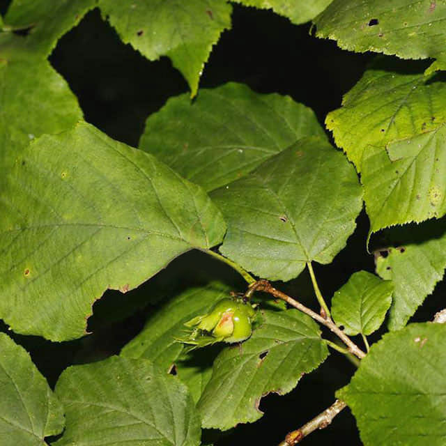 Corylus cornuta