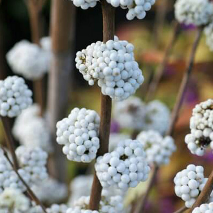 Callicarpa Magical Snowstar