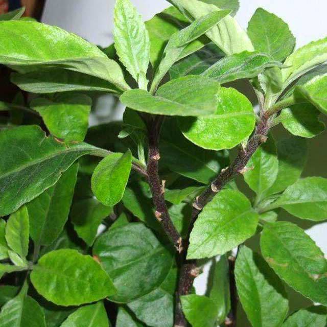 Gynura divaricata