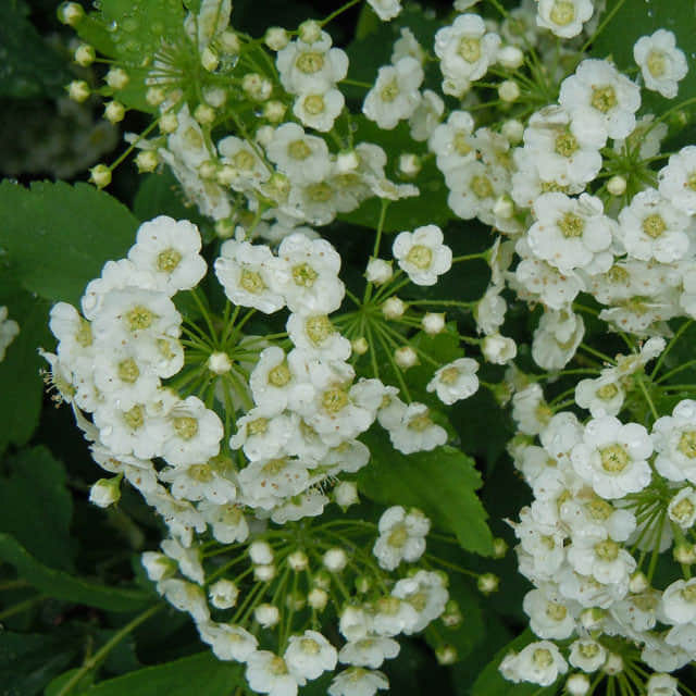 Spiraea vanhouttei